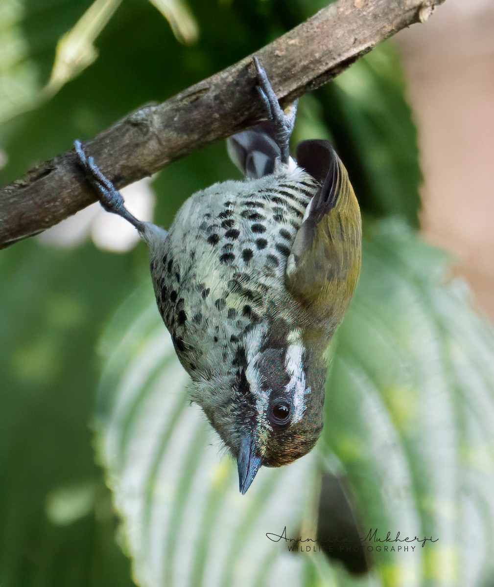 Speckled Piculet - ML629501674