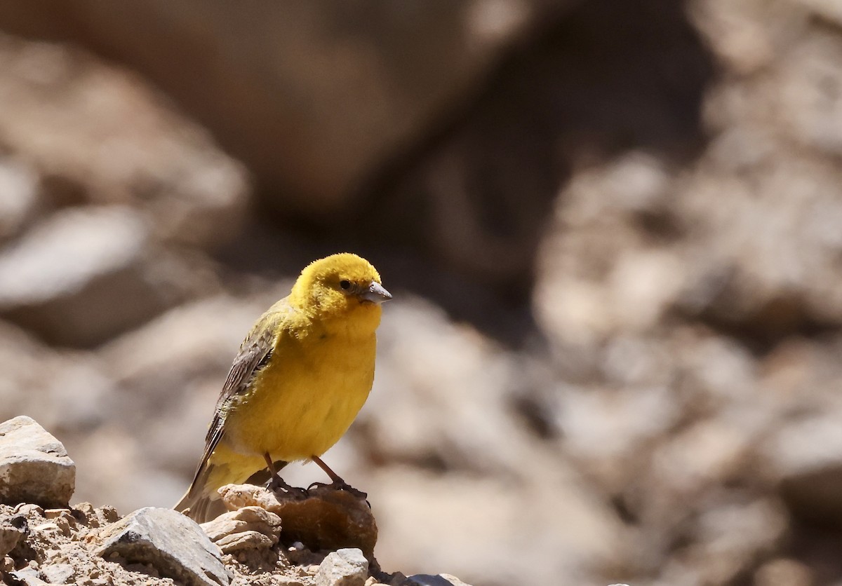 Greater Yellow-Finch - ML629501891