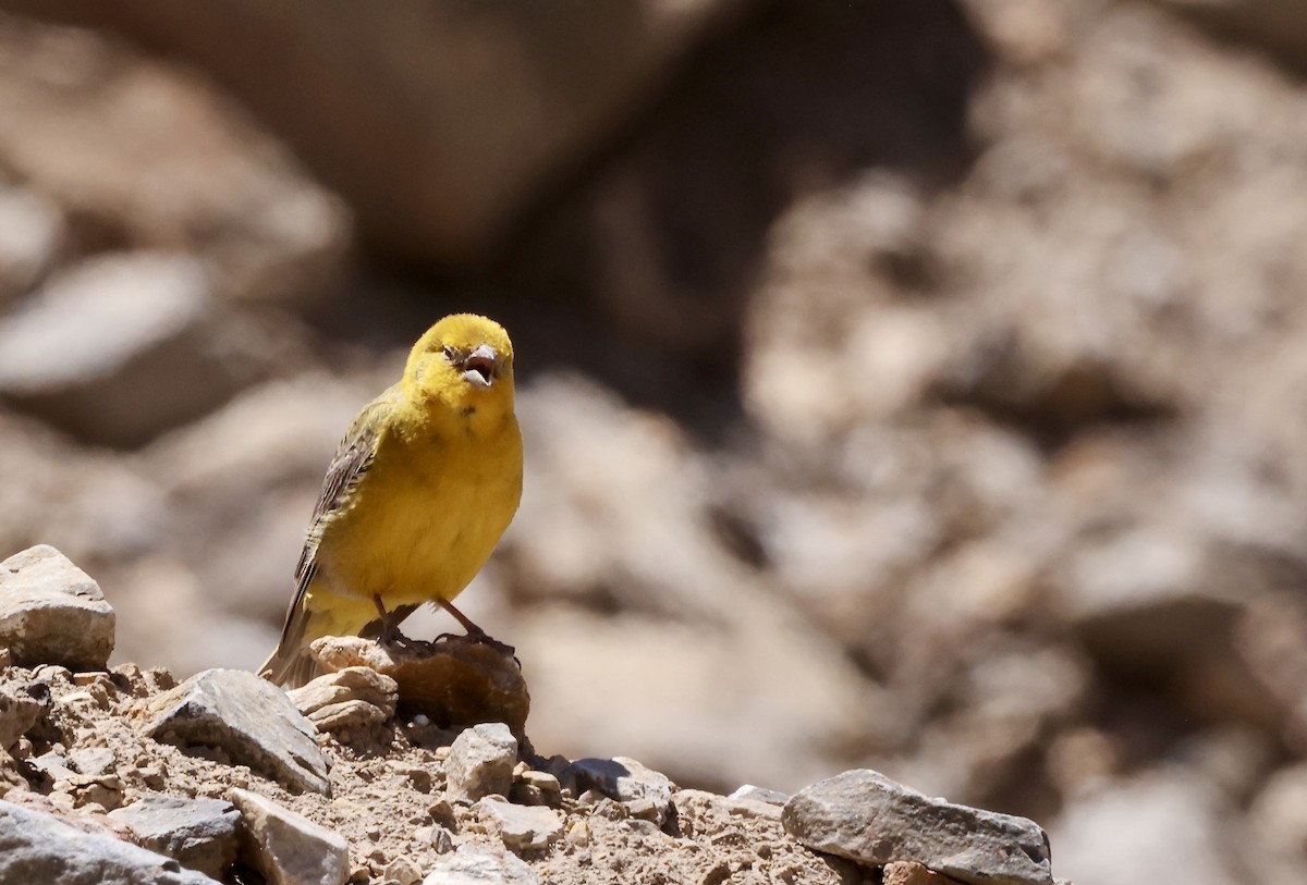 Greater Yellow-Finch - ML629501892