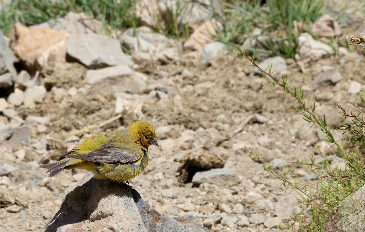 Greater Yellow-Finch - ML629501893