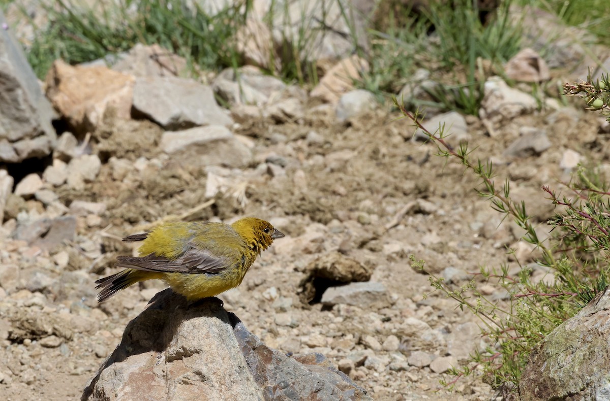 Greater Yellow-Finch - ML629501894