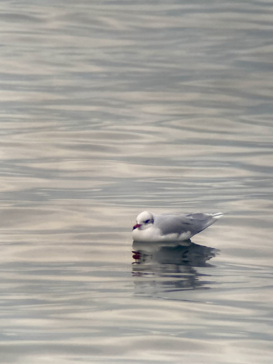 svartehavsmåke - ML629501906