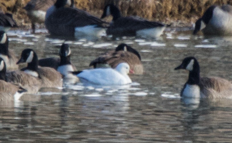 Ross's Goose - ML629502074