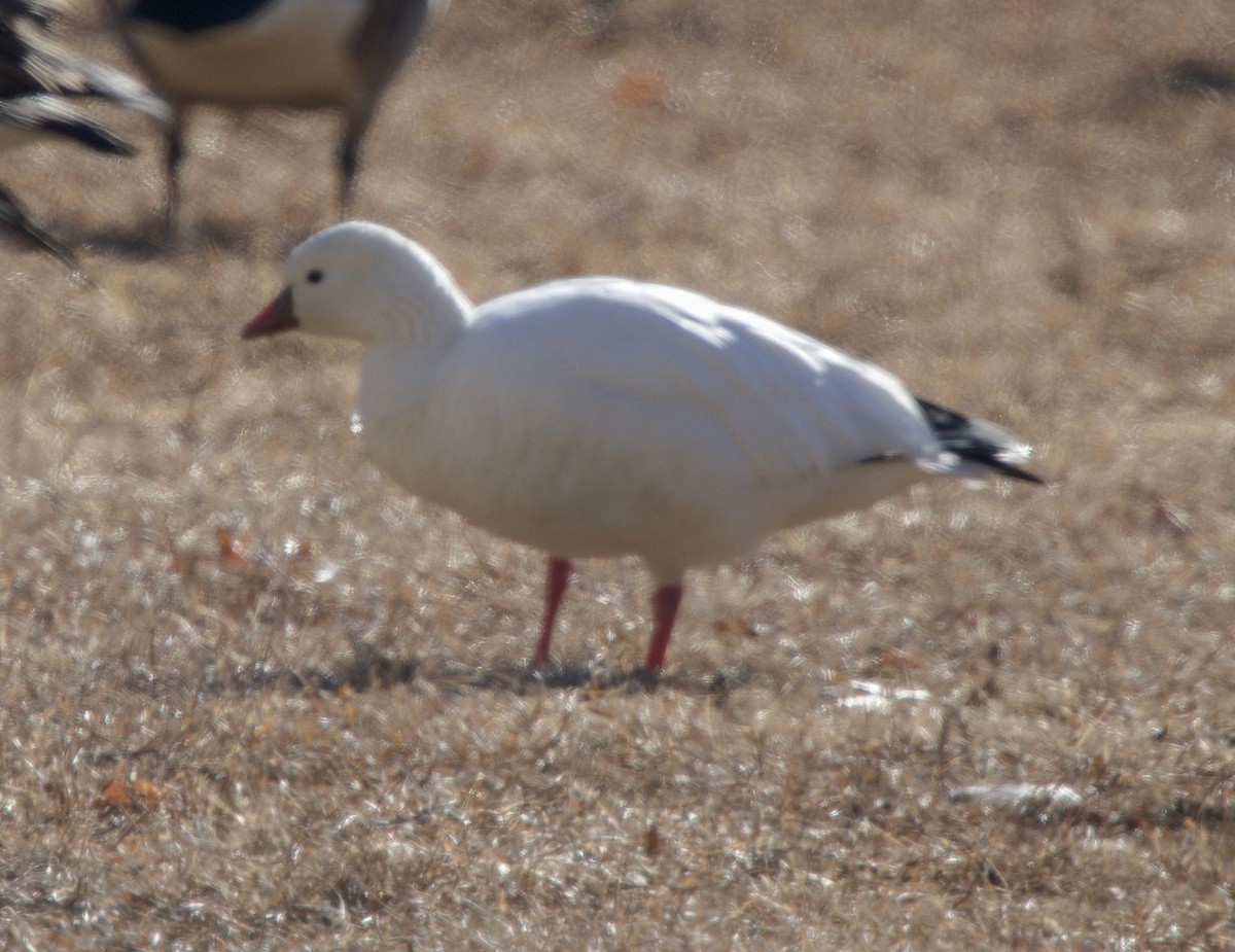 Ross's Goose - ML629502075
