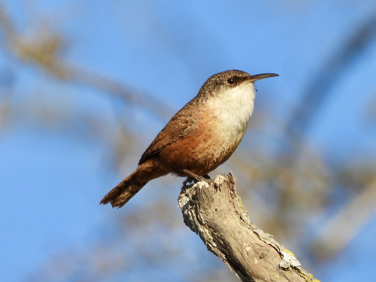Canyon Wren - ML629502531