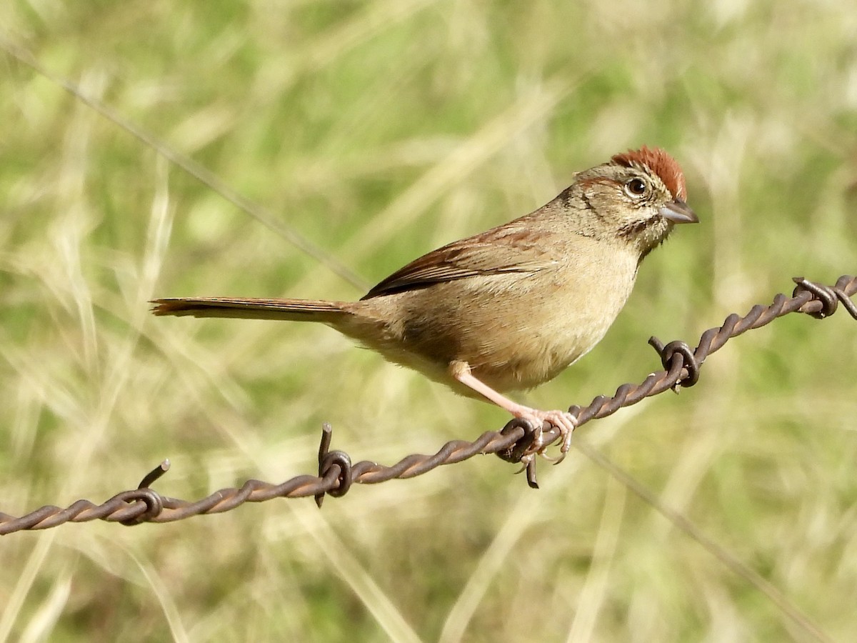 Rufous-crowned Sparrow - ML629502540