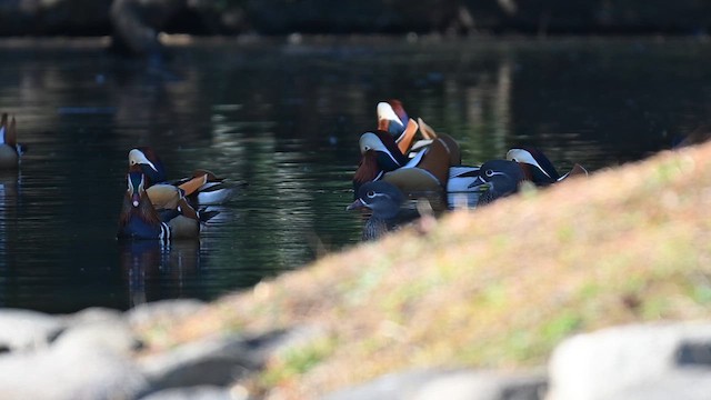 Mandarin Duck - ML629503000
