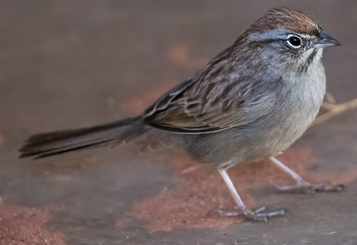 Rufous-crowned Sparrow - ML629503164