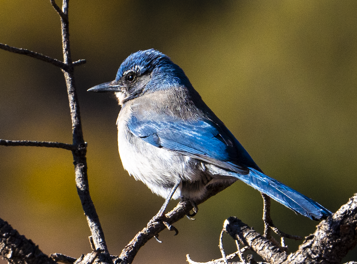 Woodhouse's Scrub-Jay - ML629503170