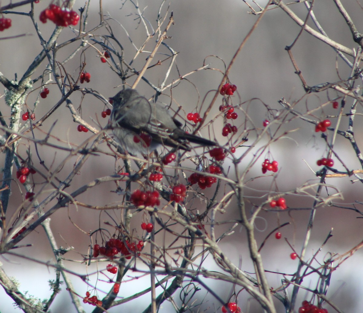 Townsend's Solitaire - Nancy Bailey