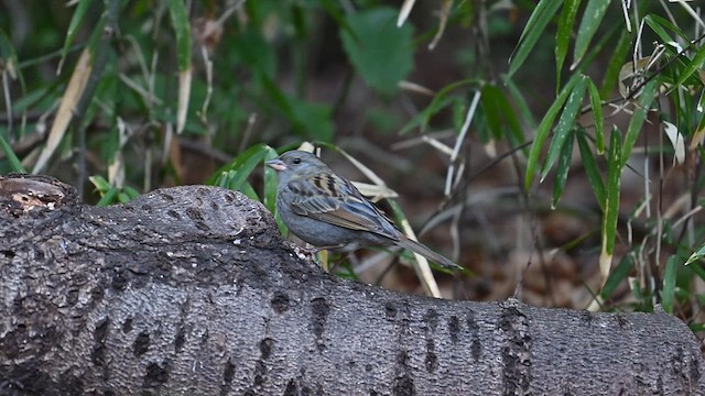 Gray Bunting - ML629503198