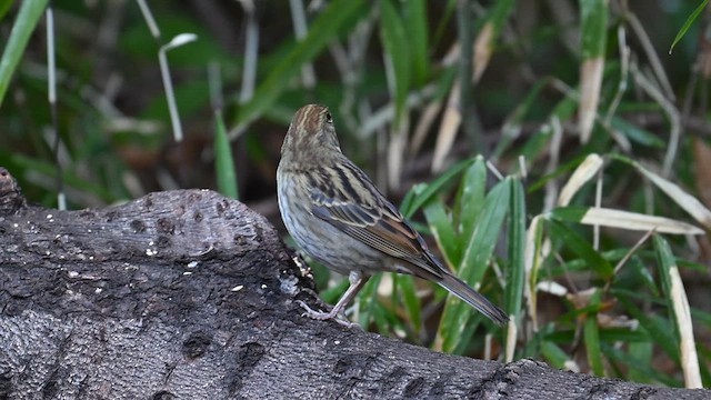 Gray Bunting - ML629503207