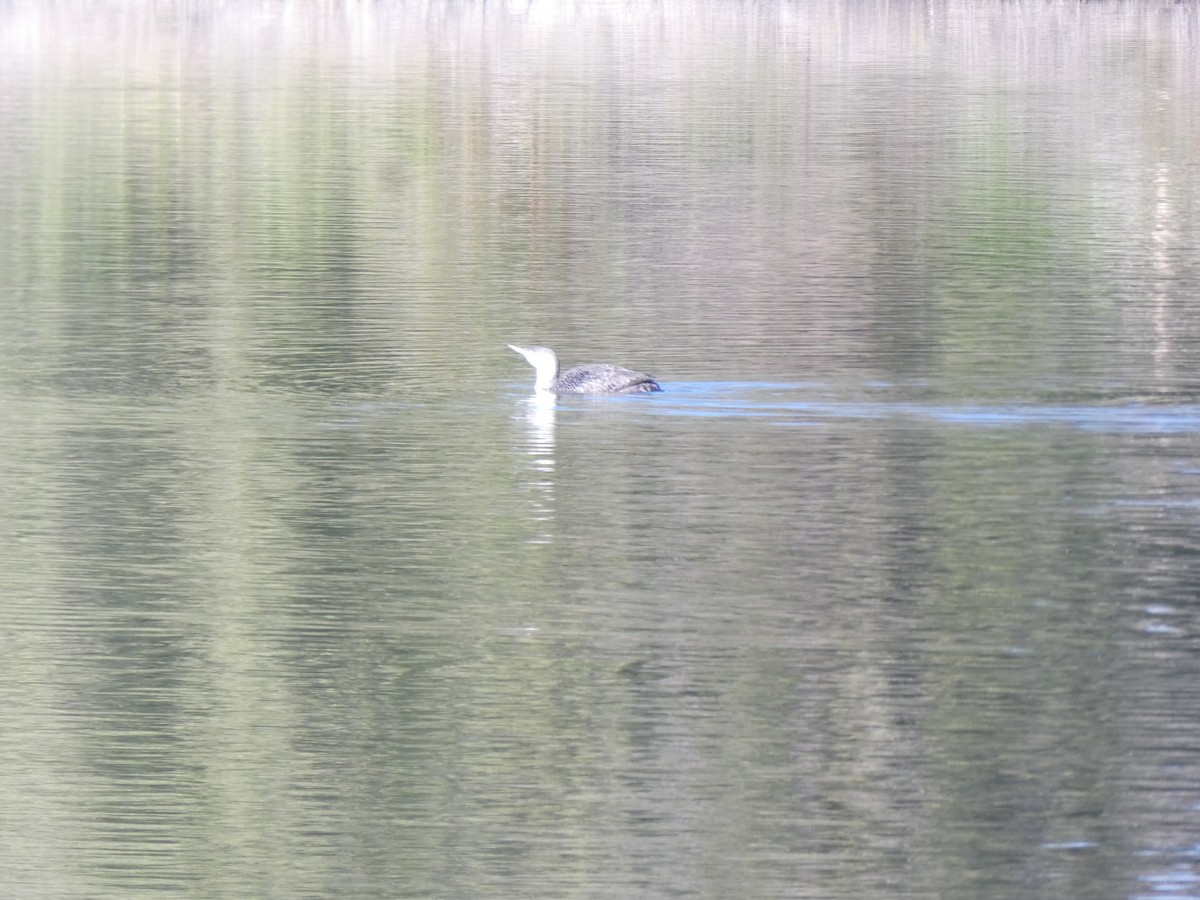 Red-throated Loon - ML629503293