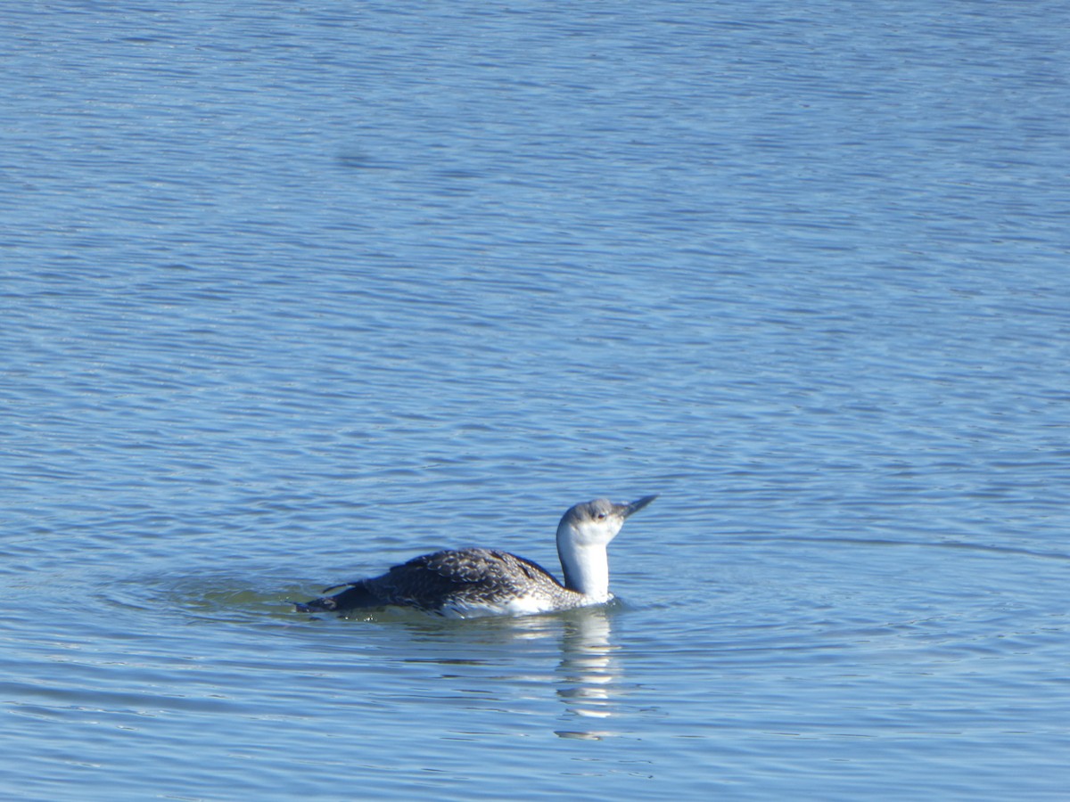 Red-throated Loon - ML629503307