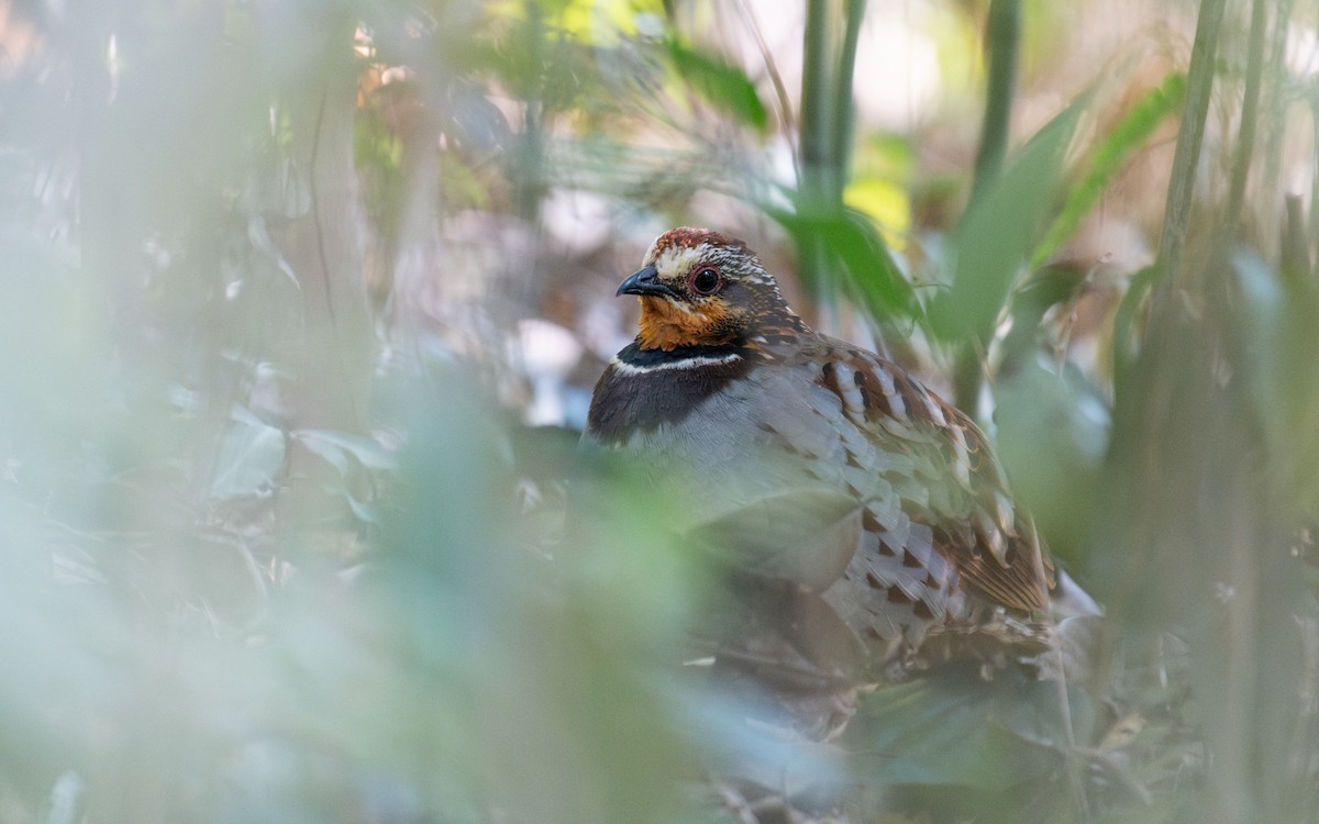 White-necklaced Partridge - ML629503319