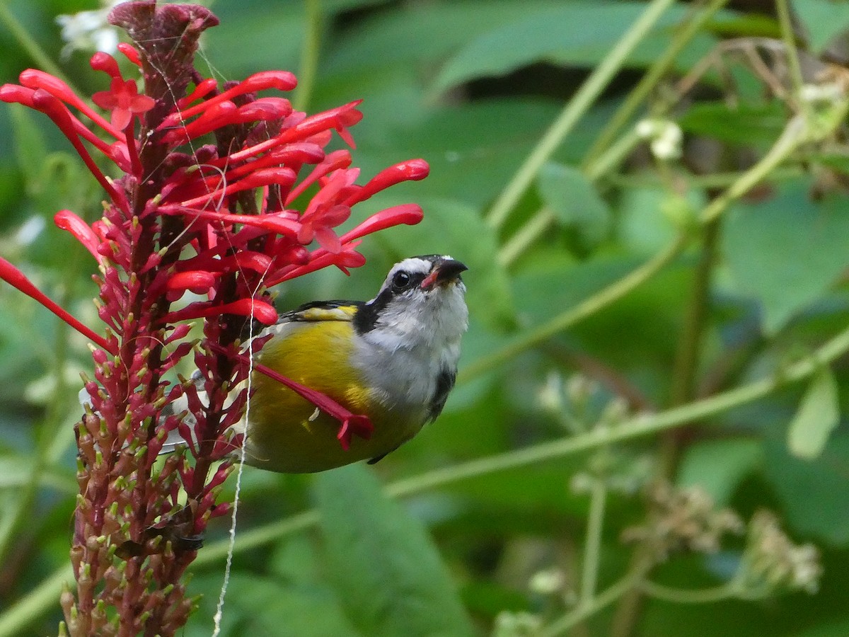 Bananaquit - ML629503482