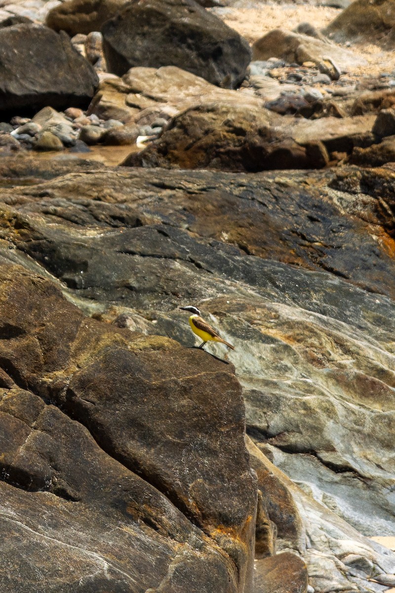 Lesser Kiskadee - ML629503558