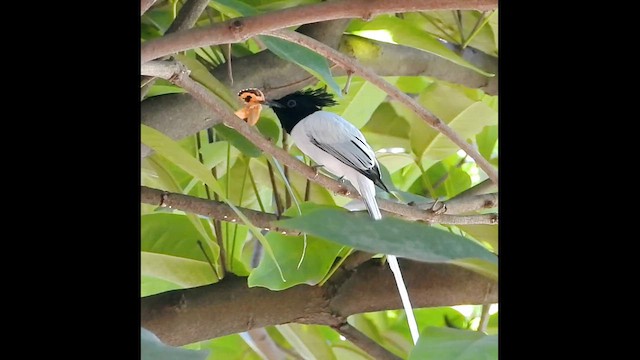 カワリサンコウチョウ - ML629503626