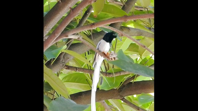 カワリサンコウチョウ - ML629503629