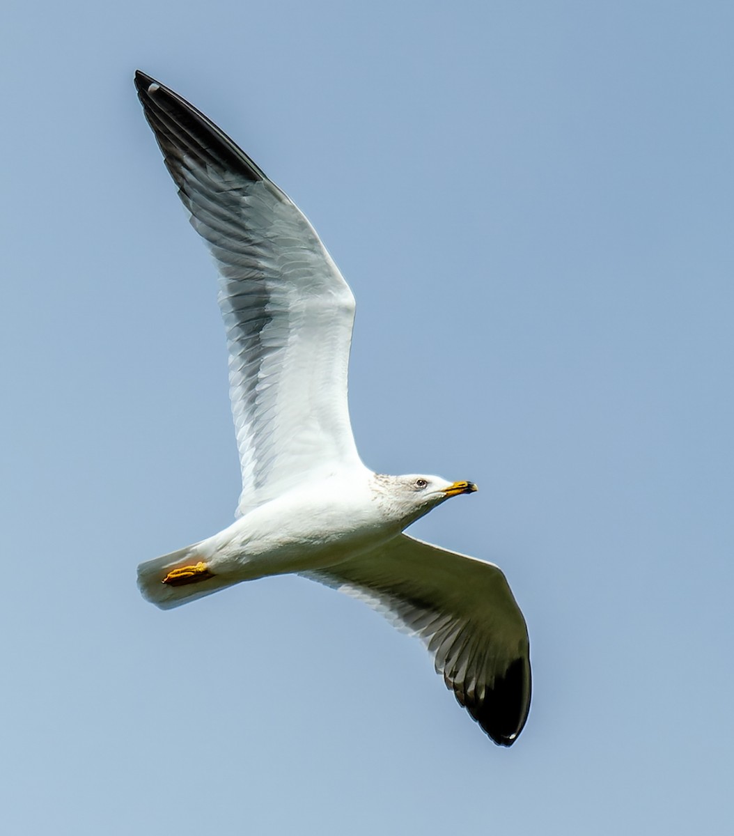 Armenian Gull - ML629503686