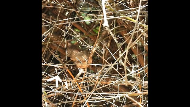 Tawny-bellied Babbler - ML629503942