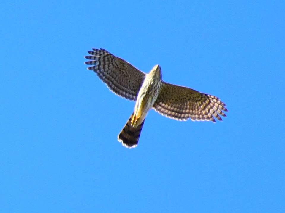 Cooper's Hawk - ML629504421