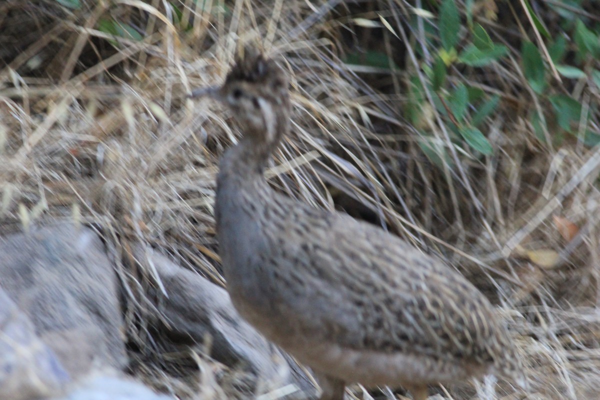 Chilean Tinamou - ML629504498