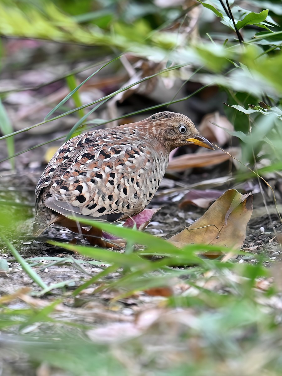 Yellow-legged Buttonquail - ML629504500