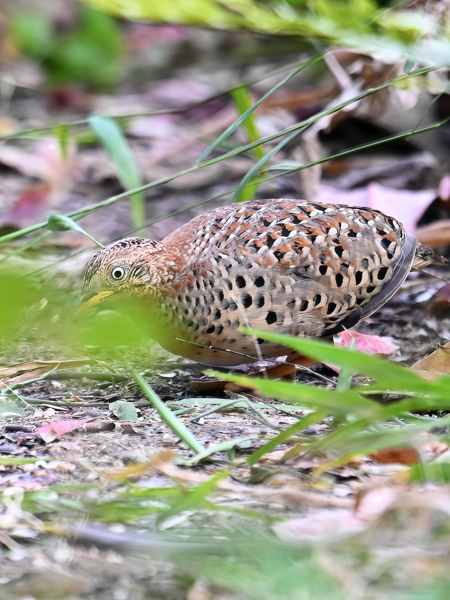 Yellow-legged Buttonquail - ML629504501