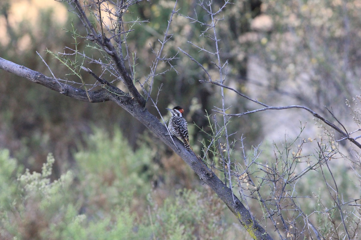 Striped Woodpecker - ML629504529