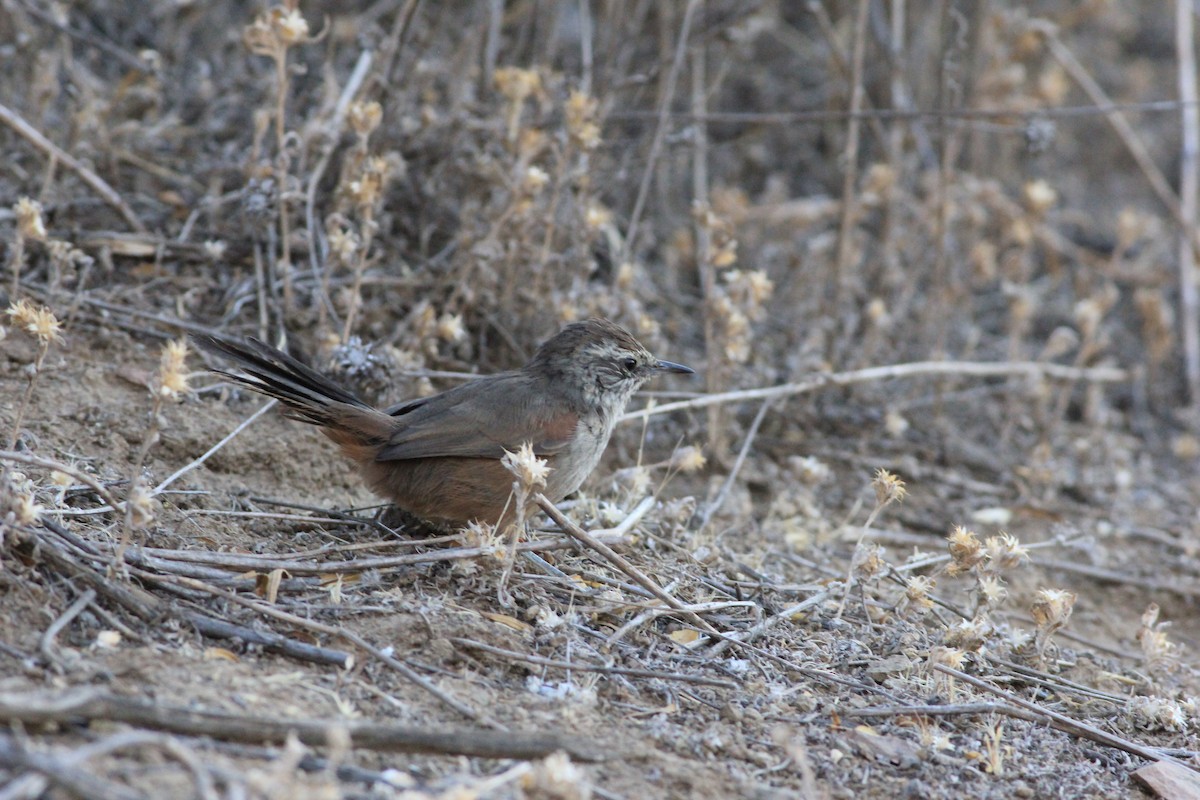 Dusky-tailed Canastero - ML629504531