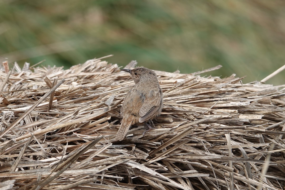 Cobb's Wren - ML629504729
