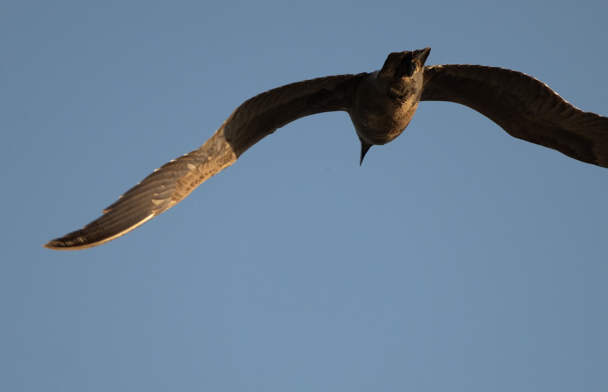 Gray Gull - ML629504894