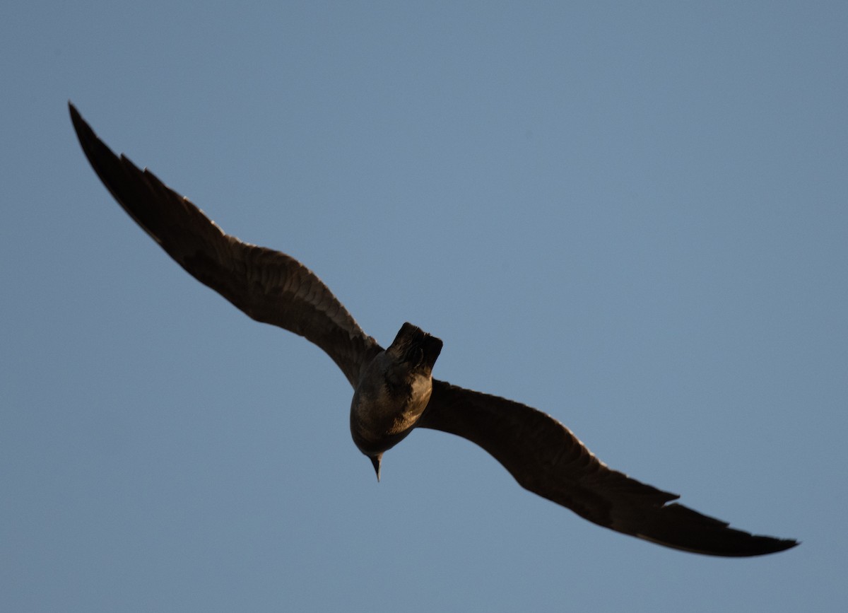 Gray Gull - ML629504898
