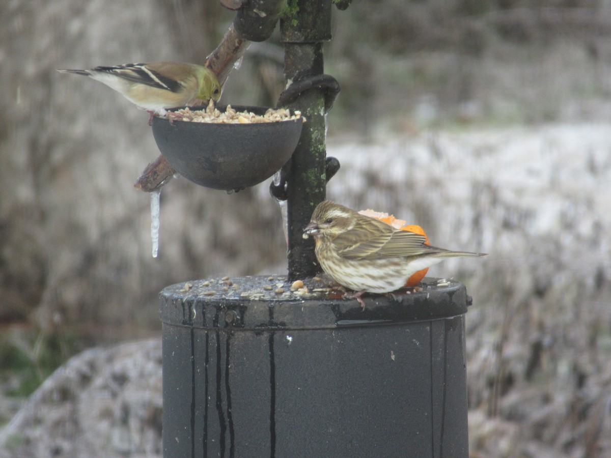 Purple Finch - ML629505171