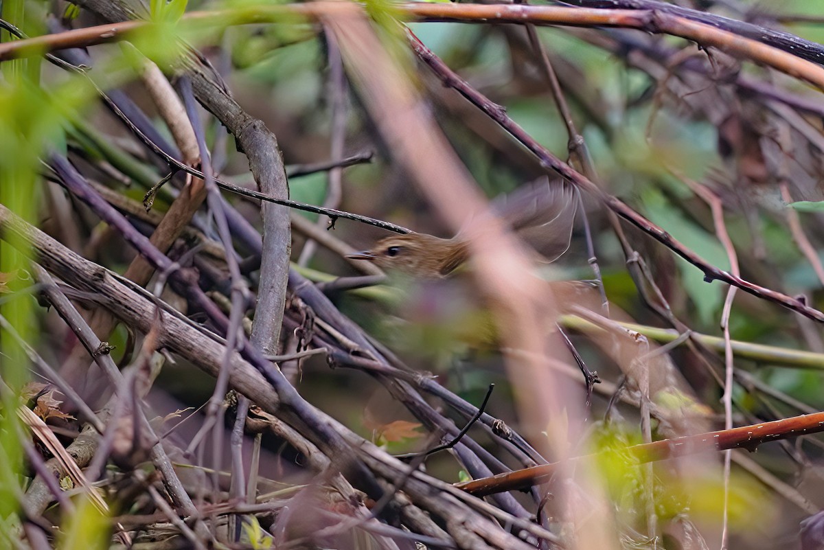 Hume's Bush Warbler - ML629505196