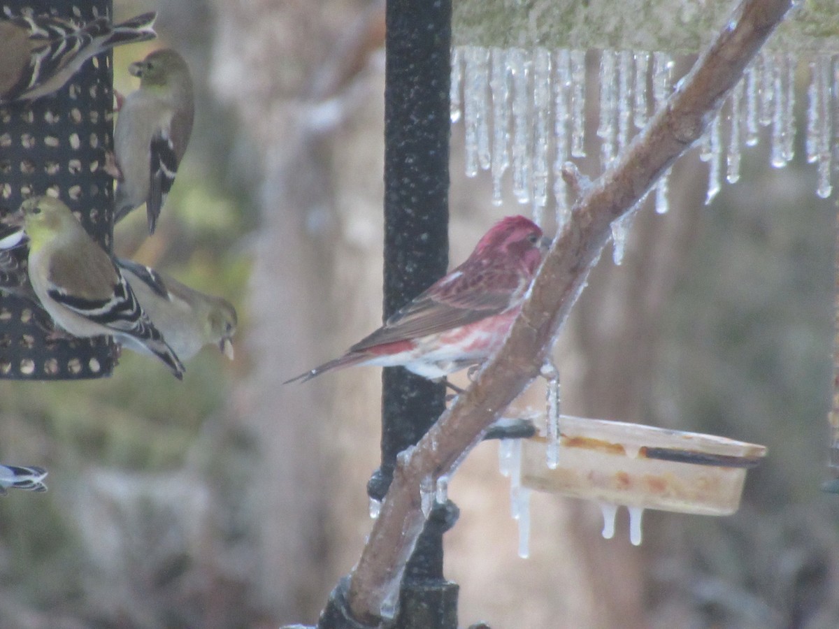 Purple Finch - ML629505350