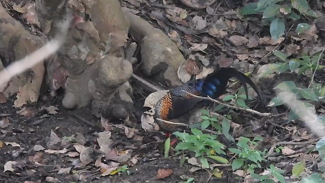 Gray Junglefowl - ML629505459