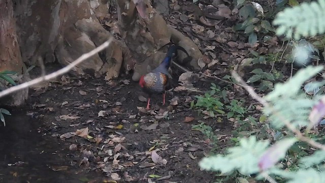 Gray Junglefowl - ML629505460