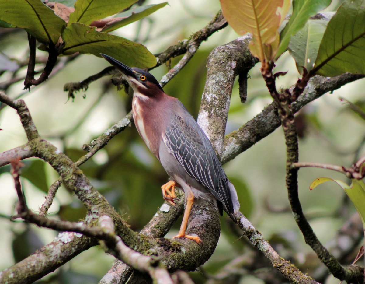Green Heron - ML629505541