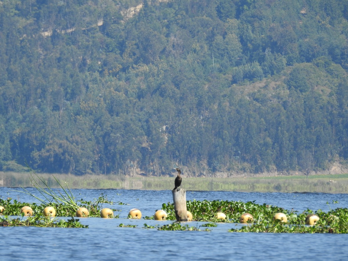 Neotropic Cormorant - ML629505693