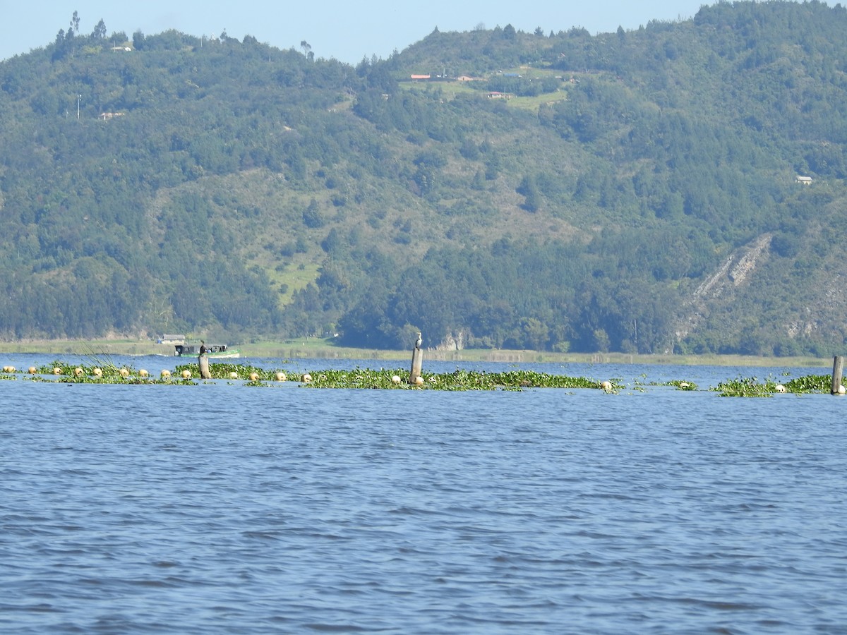 Neotropic Cormorant - ML629505707