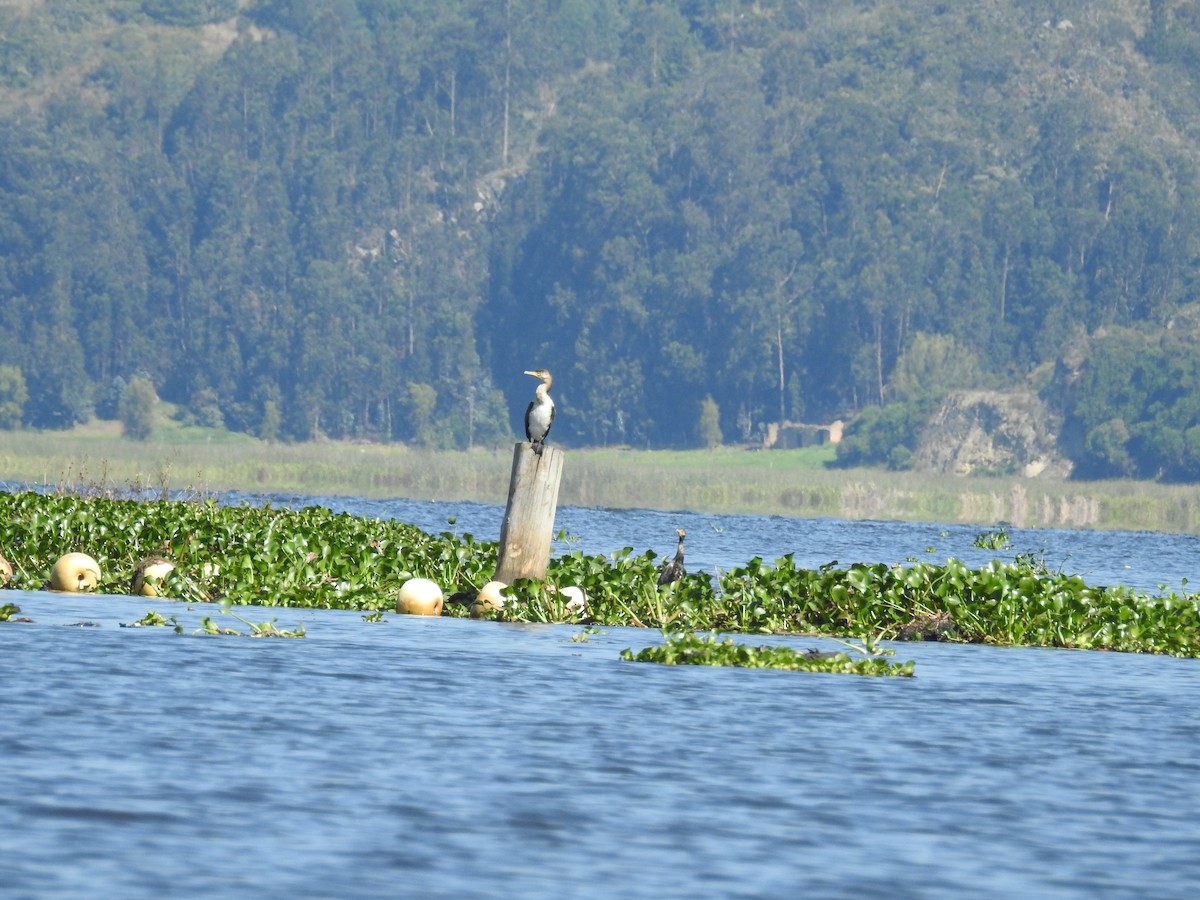 Neotropic Cormorant - ML629505713