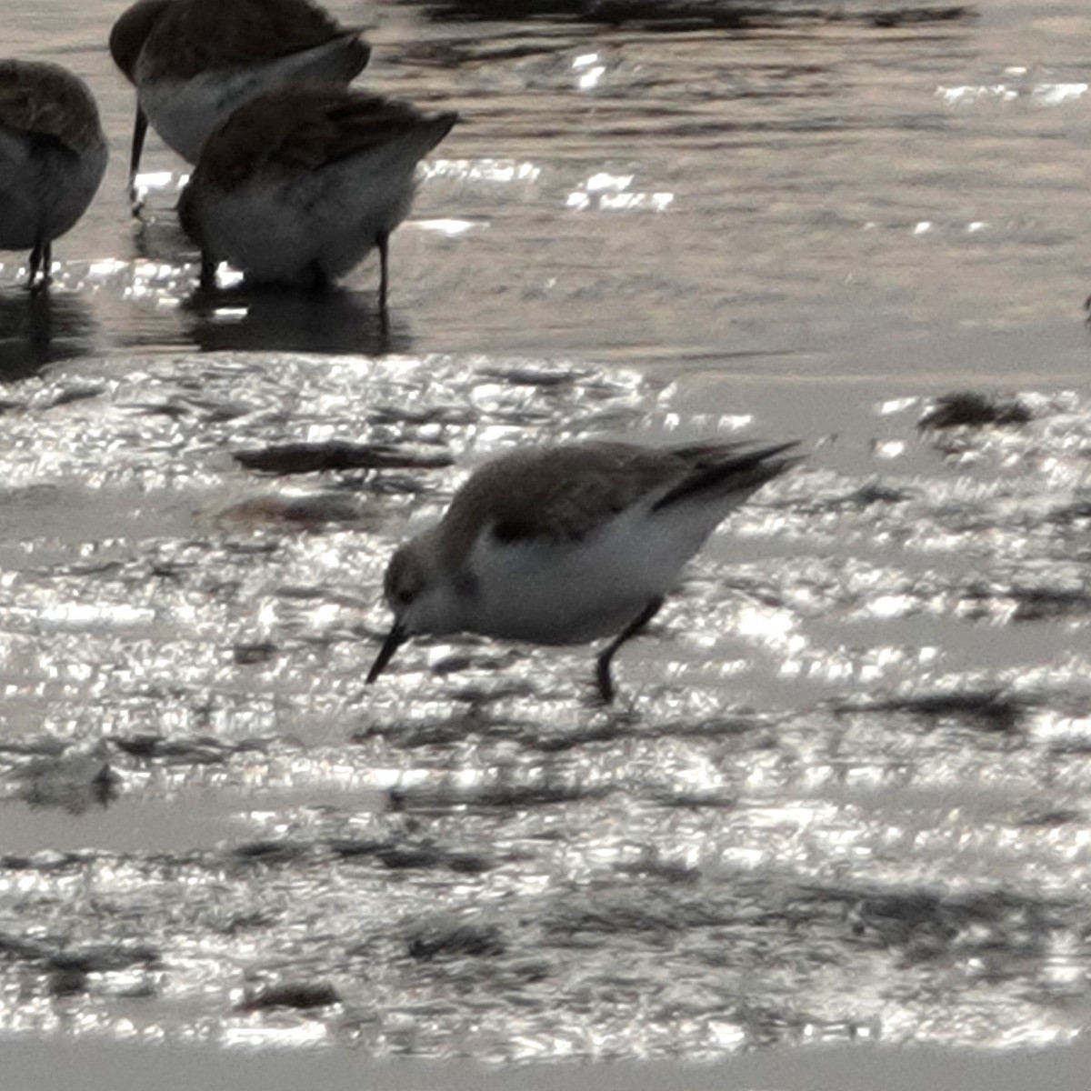 Semipalmated Sandpiper - ML629505767