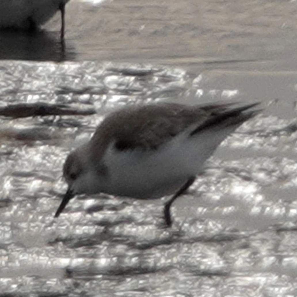 Semipalmated Sandpiper - ML629505768