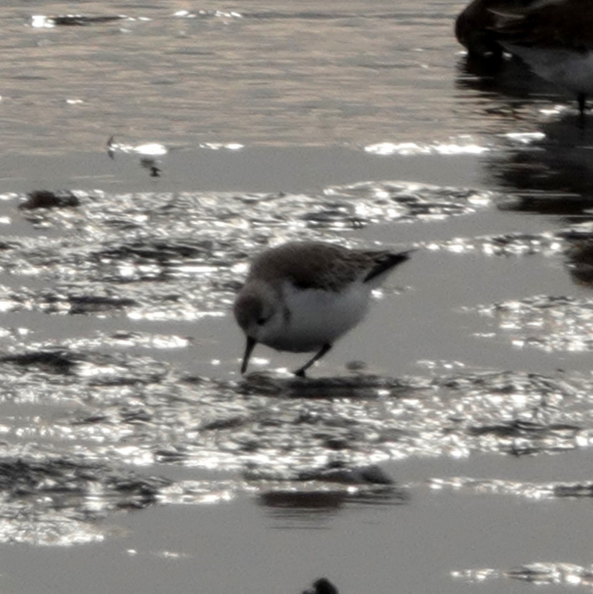 Semipalmated Sandpiper - ML629505769
