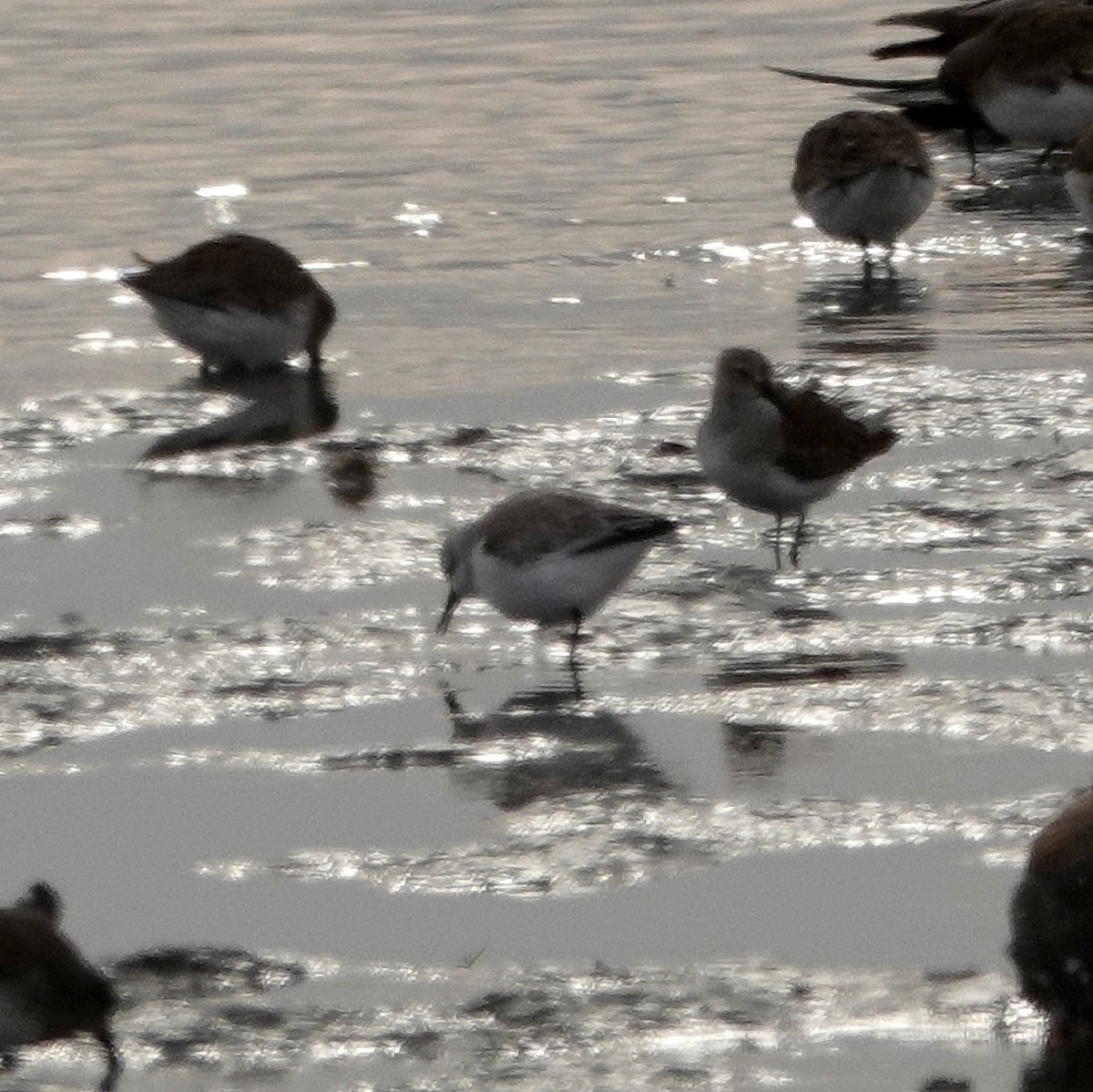 Semipalmated Sandpiper - ML629505770