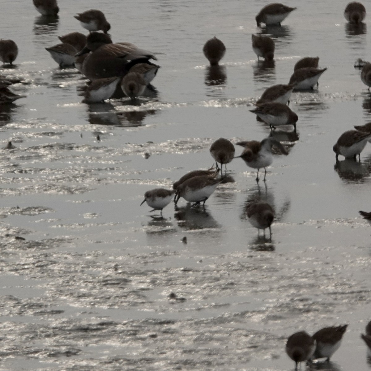 Western Sandpiper - ML629505938