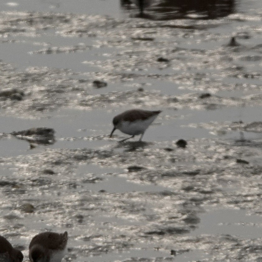 Western Sandpiper - ML629505939