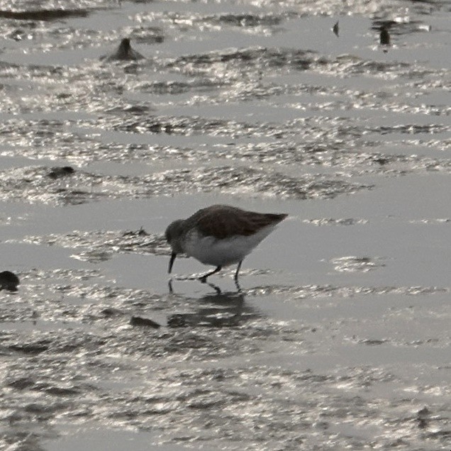 Western Sandpiper - ML629505940